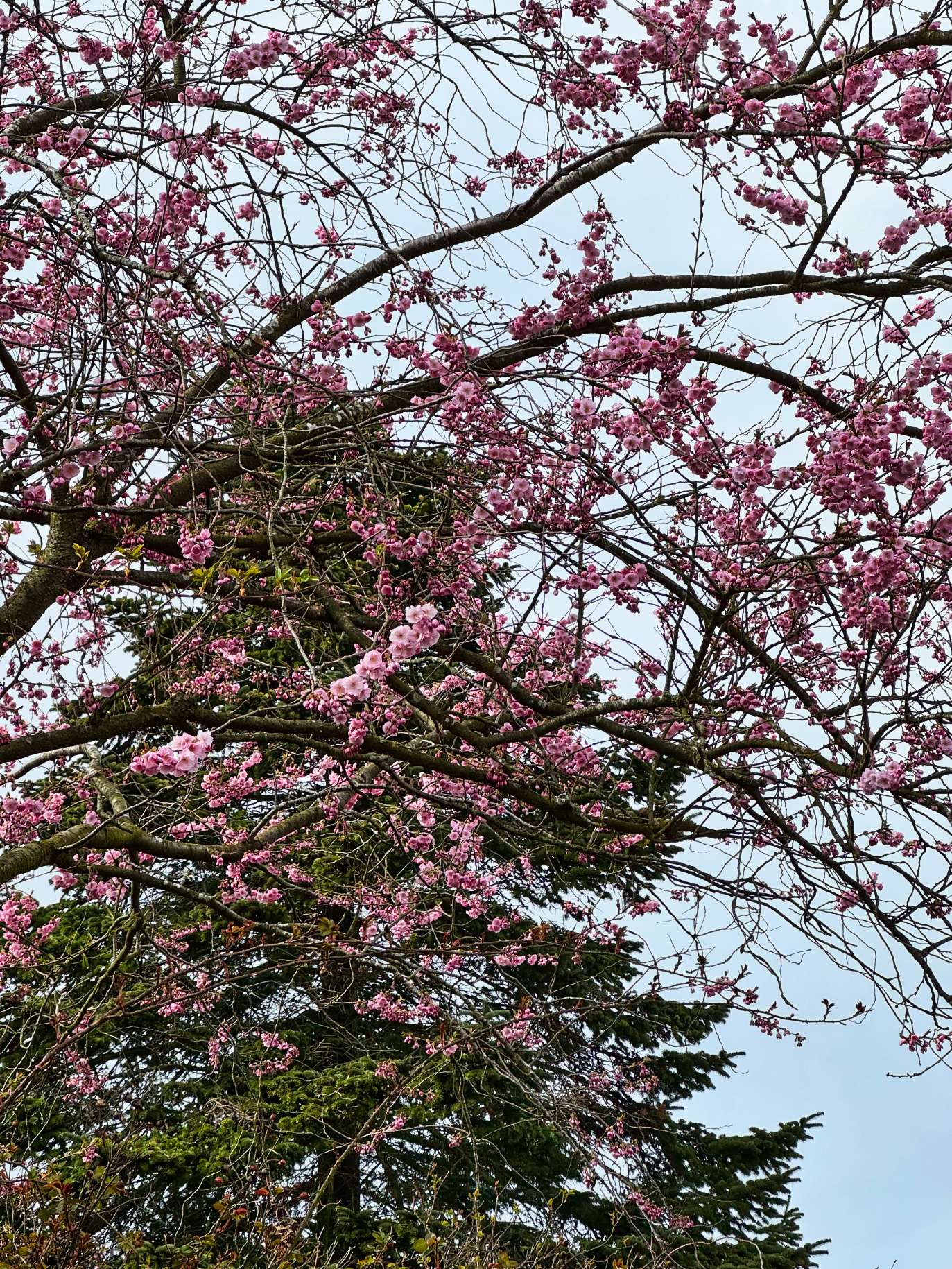 Nordische Kirschblüte